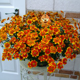 Bidens Beedance Collection