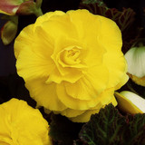 Begonia Double Collection 3/4cm