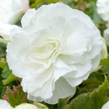 Begonia Double Collection 3/4cm