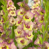 Gladioli Large Flowering Bicolour Collection
