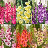 Gladioli Large Flowering Bicolour Collection