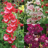 Penstemon Ice Cream Collection