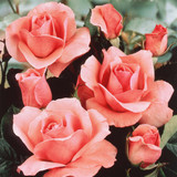 Rose Queen Elizabeth Collection