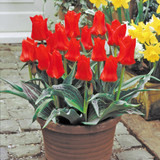 Tulip Dwarf Rockery Greigii Collection