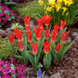 Tulip Dwarf Rockery Greigii Collection (Saver Sized Bulbs)