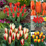 Tulip Dwarf Rockery Greigii Collection