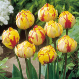 20 Tulip Golden Nizza/Carnival De Nice Collection
