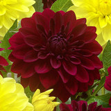 Dahlia Decorative Collection A