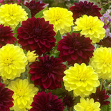 Dahlia Decorative Collection A