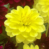 Dahlia Decorative Collection A