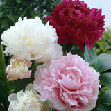 Paeonia lactiflora Double Collection