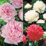 Peonies Double Collection