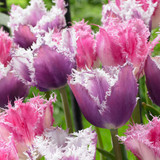 Tulip Fringed Collection (Top Quality Bulbs)