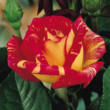Rose Hybrid Tea Collection