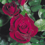 Rose Hybrid Tea Collection
