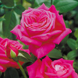 Rose Hybrid Tea Collection