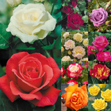 Rose Hybrid Tea Collection