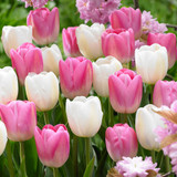 Tulip Clearwater Collection