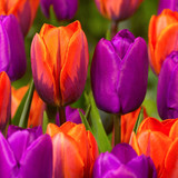 Tulip Royal Wedding Collection