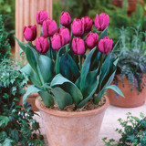 Tulip Royal Wedding Collection