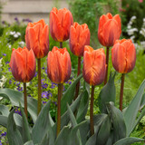 Tulip Royal Wedding Collection