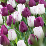 Tulip Companion Collection