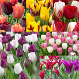 Tulip Companion Collection