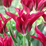 Tulip Companion Collection