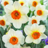 Narcissus English Grown Collection