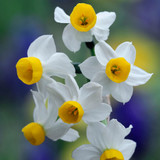Narcissus Rockery and Patio Collection