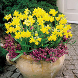Narcissus Rockery and Patio Collection
