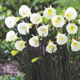 Narcissus Rockery and Patio Collection