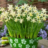Narcissus Rockery and Patio Collection
