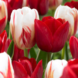 Tulip Carnival Collection