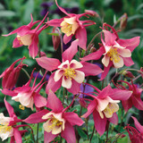 Aquilegia Star Series Collection 5cm