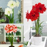Amaryllis Double Flowered Collection