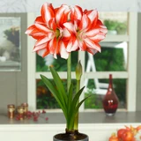 Amaryllis Double Flowered Collection