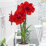 Amaryllis Double Flowered Collection