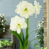 Amaryllis Double Flowered Collection