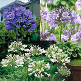 Agapanthus Collection