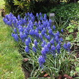 Muscari Collection