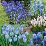 Muscari Collection