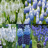 Muscari Collection