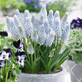 Muscari Collection