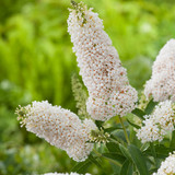 Buddleia Miniature Collection