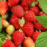 All Season Fruiting Raspberry Collection
