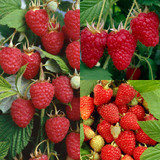 All Season Fruiting Raspberry Collection