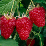 All Season Fruiting Raspberry Collection
