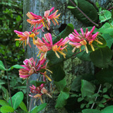 Honeysuckle Fragrant Collection