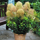 Cotinus Collection